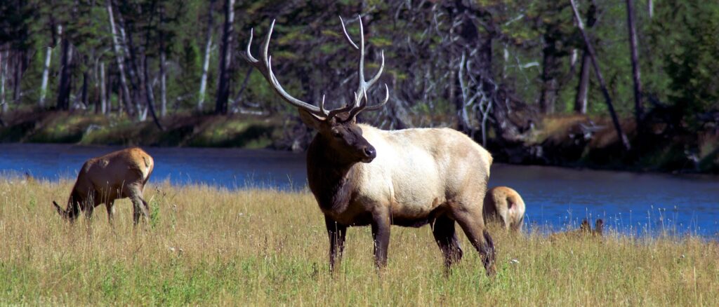 Elk